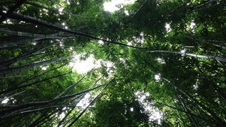 Looking up at tall trees and a green forest canopy.