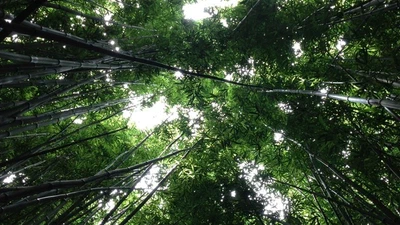 A Comparative Rating Framework for Carbon Removal Credits featured image