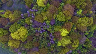 Aerial view of a mixed forest canopy in autumn colours.